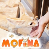 ふれあいカフェ MOFiiNA モフィーナ の画像