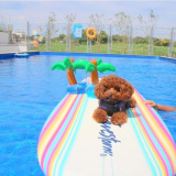 Dog pool village富津海岸の画像