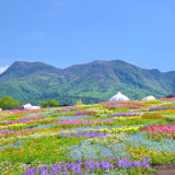 くじゅう花公園キャンピングリゾート花と星の画像