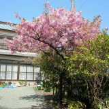 温泉民宿相模屋の画像